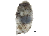  ( - BIOUG24635-G10)  @11 [ ] CreativeCommons - Attribution (2016) CBG Photography Group Centre for Biodiversity Genomics