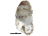  (Gastrocopta holzingeri - BIOUG24635-H01)  @14 [ ] CreativeCommons - Attribution (2016) CBG Photography Group Centre for Biodiversity Genomics