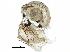  ( - BIOUG24635-H07)  @11 [ ] CreativeCommons - Attribution (2016) CBG Photography Group Centre for Biodiversity Genomics