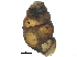  ( - BIOUG24635-H10)  @11 [ ] CreativeCommons - Attribution (2016) CBG Photography Group Centre for Biodiversity Genomics