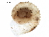  (Vallonia parvula - BIOUG27664-A08)  @13 [ ] CreativeCommons - Attribution (2016) CBG Photography Group Centre for Biodiversity Genomics