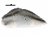  ( - BIOUG27664-C01)  @13 [ ] CreativeCommons - Attribution (2016) CBG Photography Group Centre for Biodiversity Genomics