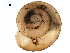  ( - BIOUG27664-E06)  @14 [ ] CreativeCommons - Attribution (2016) CBG Photography Group Centre for Biodiversity Genomics