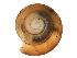  (Punctum randolphi - BIOUG27664-F02)  @14 [ ] CreativeCommons - Attribution (2016) CBG Photography Group Centre for Biodiversity Genomics