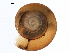  (Punctum - BIOUG27664-F04)  @14 [ ] CreativeCommons - Attribution (2016) CBG Photography Group Centre for Biodiversity Genomics