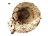  (Vallonia gracilicosta - BIOUG27664-F05)  @12 [ ] CreativeCommons - Attribution (2016) CBG Photography Group Centre for Biodiversity Genomics