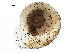  ( - BIOUG27664-F06)  @12 [ ] CreativeCommons - Attribution (2016) CBG Photography Group Centre for Biodiversity Genomics