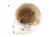  ( - BIOUG27664-F08)  @12 [ ] CreativeCommons - Attribution (2016) CBG Photography Group Centre for Biodiversity Genomics