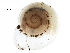  ( - BIOUG27664-F10)  @11 [ ] CreativeCommons - Attribution (2016) CBG Photography Group Centre for Biodiversity Genomics