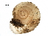  (Vallonia sp - BIOUG27664-F11)  @11 [ ] CreativeCommons - Attribution (2016) CBG Photography Group Centre for Biodiversity Genomics