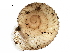  ( - BIOUG27664-G01)  @12 [ ] CreativeCommons - Attribution (2016) CBG Photography Group Centre for Biodiversity Genomics