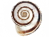  (Xerolenta - BIOUG27664-G02)  @12 [ ] CreativeCommons - Attribution (2016) CBG Photography Group Centre for Biodiversity Genomics