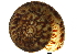  ( - BIOUG27665-C06)  @14 [ ] CreativeCommons - Attribution (2016) CBG Photography Group Centre for Biodiversity Genomics