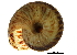  ( - BIOUG27665-C06)  @14 [ ] CreativeCommons - Attribution (2016) CBG Photography Group Centre for Biodiversity Genomics