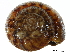  (Anguispira alternata - BIOUG27665-C10)  @15 [ ] CreativeCommons - Attribution (2016) CBG Photography Group Centre for Biodiversity Genomics