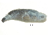  ( - BIOUG27665-D05)  @13 [ ] CreativeCommons - Attribution (2016) CBG Photography Group Centre for Biodiversity Genomics