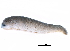  (Pallifera dorsalis - BIOUG27665-F12)  @13 [ ] CreativeCommons - Attribution (2016) CBG Photography Group Centre for Biodiversity Genomics