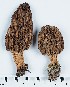  (Morchella cf. norvegiensis - GAJ.11444)  @11 [ ] by-nc (2019) Marko Mutanen University of Oulu