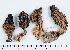  (Morchella norvegiensis - GAJ.11447)  @11 [ ] by-nc (2019) Marko Mutanen University of Oulu