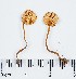  (Hygrocybe cf. miniata - GAJ.11455)  @11 [ ] by-nc (2019) Marko Mutanen University of Oulu