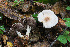  (Agaricus gemellatus - GAJ.14978)  @11 [ ] c (2022) Tapio Kekki University of Oulu