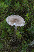  (Amanita brunneofuliginea - GAJ.14981)  @11 [ ] c (2022) Tapio Kekki University of Oulu