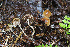  ( - GAJ.15018)  @11 [ ] by-sa (2020) Tapio Kekki University of Oulu