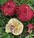  (Suillaceae - GAJ.15076)  @11 [ ] by-nc (2016) Tapio Kekki University of Oulu