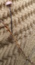  (Paragymnopus cf. pinophilus - GAJ.15165)  @11 [ ] c (2022) Antti Johannes Soininen University of Oulu