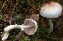  ( - GAJ.15288)  @11 [ ] c (2019) Joona Saraste University of Oulu