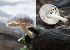  (Pluteus aff. dianae - GAJ.15325)  @11 [ ] by-sa (2018) Joona Saraste University of Oulu