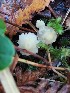  (Atheniella cf. flavoalba - GAJ.15363)  @11 [ ] All rights reserved (2022) Seppo Huhmarniemi University of Oulu