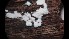  (Trichoderma polysporum - GAJ.16275)  @11 [ ] by-nc (2023) Matti Kulju University of Oulu