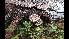  (Trichoderma pulvinatum - GAJ.16648)  @11 [ ] by-nc (2023) Matti Kulju University of Oulu