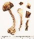  (Agaricus cordillerensis - GAJ.16843)  @11 [ ] by-nc (2024) Saara Salmela University of Oulu