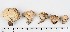 (Lycoperdon pratense - GAJ.16864)  @11 [ ] by-nc (2024) Saara Salmela University of Oulu