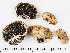  (Scleroderma citrinum - GAJ.16885)  @11 [ ] by-nc (2024) Saara Salmela University of Oulu