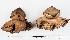  (Geastrum michelianum - GAJ.16918)  @11 [ ] by-nc (2024) Saara Salmela University of Oulu