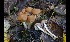  (Psathyrella boreifasciculata - GAJ.16980)  @11 [ ] by-nc (2024) Tapio Kekki Unspecified