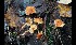  (Lepiota aff. castanea - GAJ.16997)  @11 [ ] by-nc (2024) Tapio Kekki Unspecified