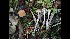  (Hypholoma marginatum - GAJ.17013)  @11 [ ] by-nc (2023) Tapio Kekki Unspecified