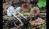  (Pluteus aff. cinereofuscus - GAJ.17045)  @11 [ ] by-nc (2024) Tapio Kekki Unspecified