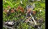  (Psathyrella lutensis - GAJ.17076)  @11 [ ] by-nc (2024) Tapio Kekki Unspecified