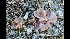  (Geoscypha tenacella - GAJ.17096)  @11 [ ] by-nc (2021) Tapio Kekki Unspecified