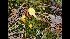  (Spathularia aff. flavida - GAJ.17143)  @11 [ ] by-nc (2014) Tapio Kekki Unspecified