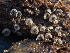  (Resupinatus - GAJ.17310)  @11 [ ] c (2023) Jorma Pennanen Unspecified