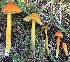  (Hygrocybe conica - GAJ.18688)  @11 [ ] by-nc (2024) Matti Kulju University of Oulu
