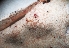  (Trichoderma delicatulum - GAJ.19015)  @11 [ ] by-nc (2024) Matti Kulju University of Oulu