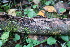  ( - GAJ.19103)  @11 [ ] by-nc (2024) Matti Kulju University of Oulu