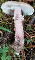  ( - GAJ.19208)  @11 [ ] by-nc (2024) Aune Pisilä Unspecified